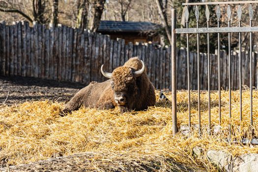 Big wisent Bison bonasus lie on dry yellow straw