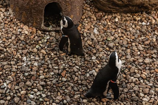 Two small penguins walking on small rocks