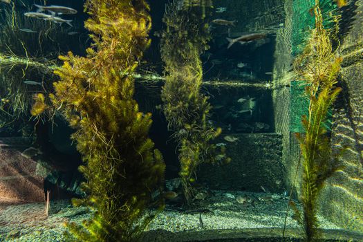 Large underwater bushes with few small fishes around