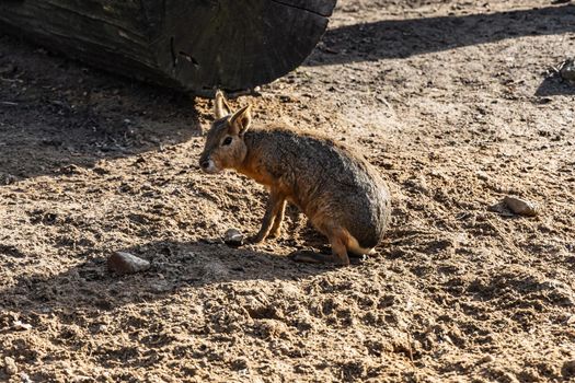 Small Patagonian Mara Dolichotis patagonum sitting on sand near old tree