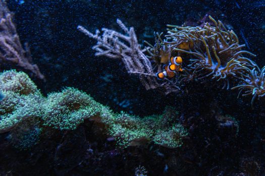 Small Perch clownfish Amphiprion ocellaris in aquarium with stones and bushes around