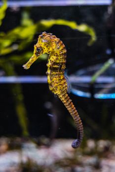 Small yellow seaboard Seahorse Hippocampus in aquarium