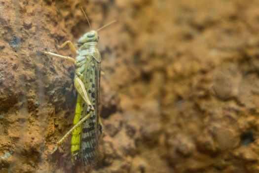 Small Locusts Acrididae sitting on rock