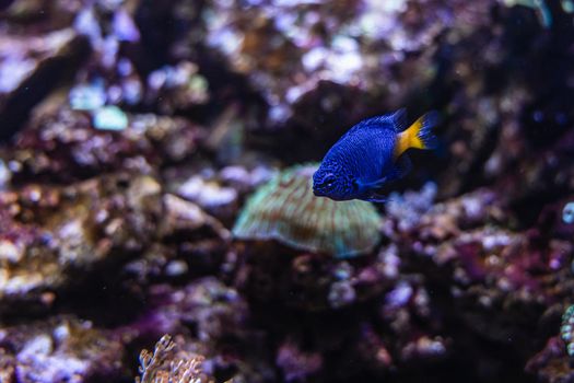 Small blue fish with yellow tail Damselfish