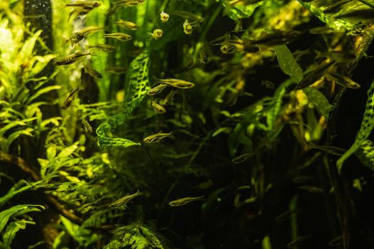A lot of yellow small fishes swimming in aquarium around high green leafs