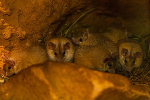 Gerbils Gerbillus campestris are sitting in small cave