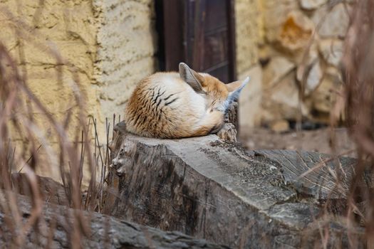 Desert fennec fox Vulpes zerda sleeping on felled tree