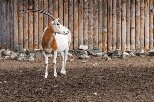 Sable oryx Oryx dammah in front of wooden fence