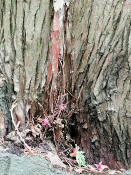 Close up of colorful old wood with mossy textured pattern