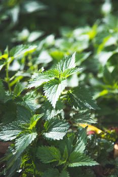 Stinging green nettle leaves background texture