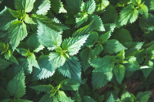 Stinging green nettle leaves background texture