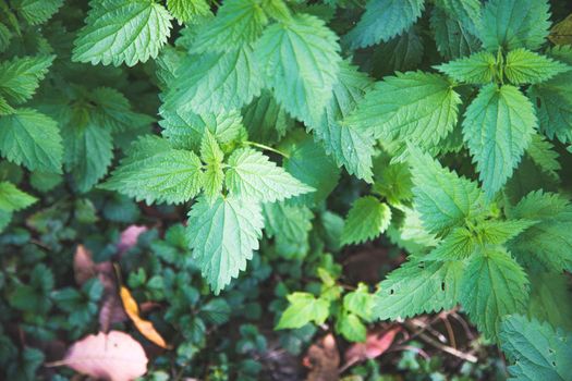 Stinging green nettle leaves background texture