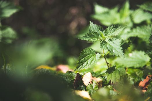 Stinging green nettle leaves background texture
