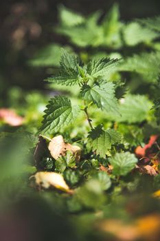 Stinging green nettle leaves background texture