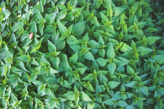Stinging green nettle leaves background texture