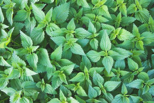 Stinging green nettle leaves background texture
