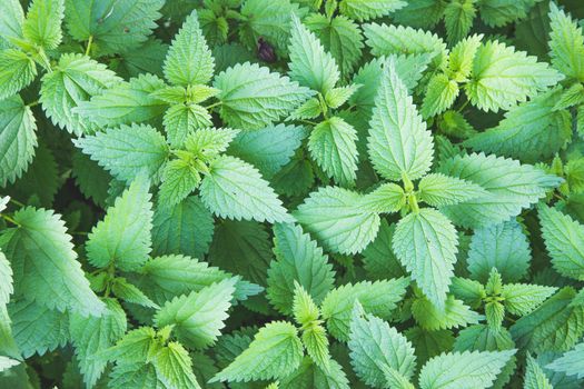 Stinging green nettle leaves background texture