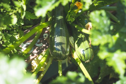Close up of ripe zucchini on green branch, self-cultivation