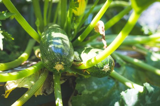 Close up of ripe zucchini on green branch, self-cultivation