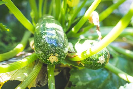 Close up of ripe zucchini on green branch, self-cultivation