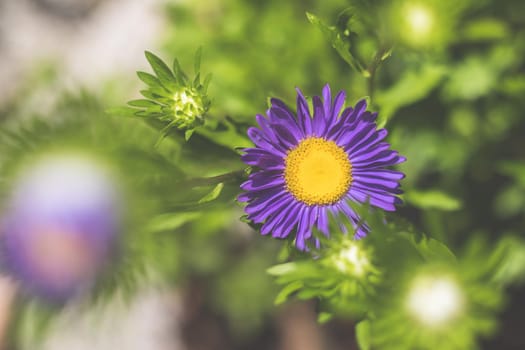 Close up of violet and blue asters in the own garden