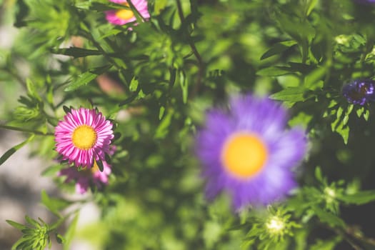 Close up of violet and blue asters in the own garden