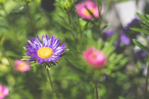Close up of violet and blue asters in the own garden