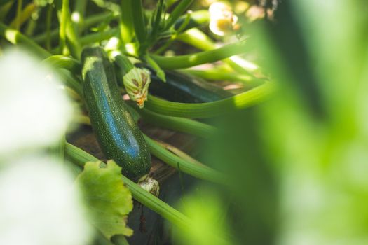 Close up of ripe zucchini on green branch, self-cultivation