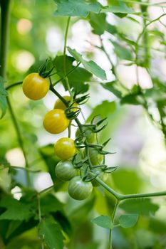 Close up of yellow and green organic tomatoes on green branch, self-cultivation