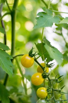 Close up of yellow and green organic tomatoes on green branch, self-cultivation