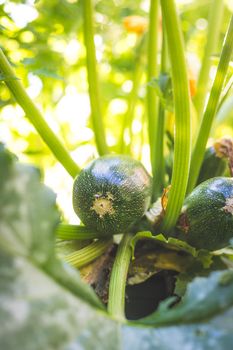 Close up of ripe zucchini on green branch, self-cultivation