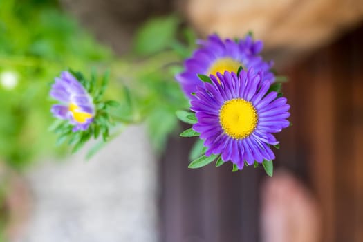 Close up of violet and blue asters in the own garden