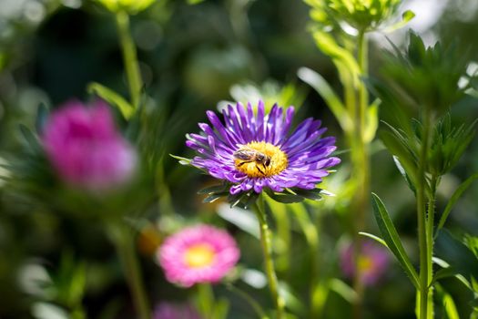 Close up of a bee on a violet aster in the own garden