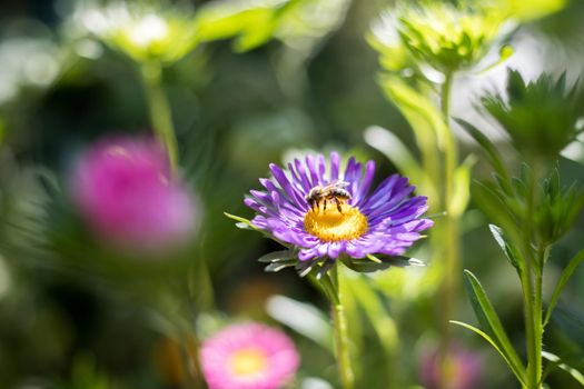 Close up of a bee on a violet aster in the own garden