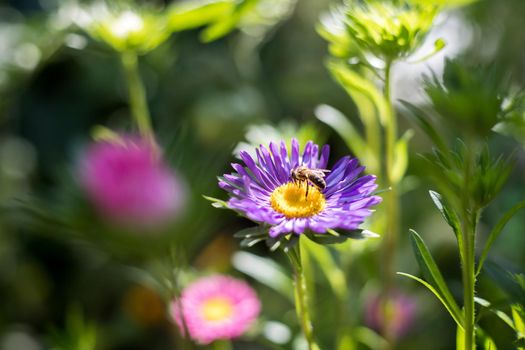 Close up of a bee on a violet aster in the own garden