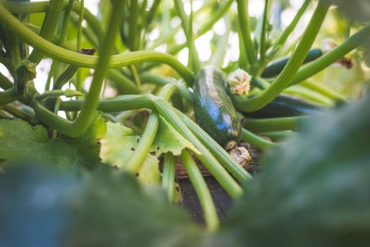 Close up of ripe zucchini on green branch, self-cultivation