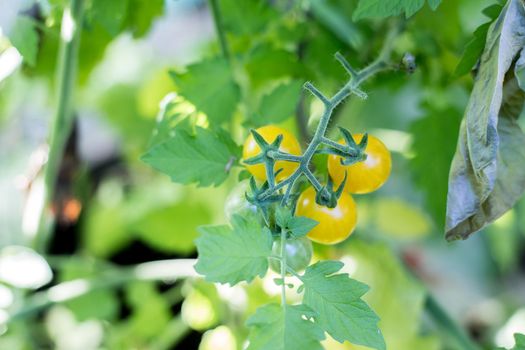 Close up of yellow and green organic tomatoes on green branch, self-cultivation