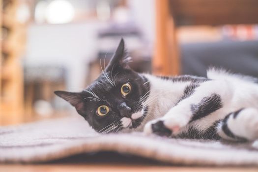 Black and white cat is lying and enjoying at home