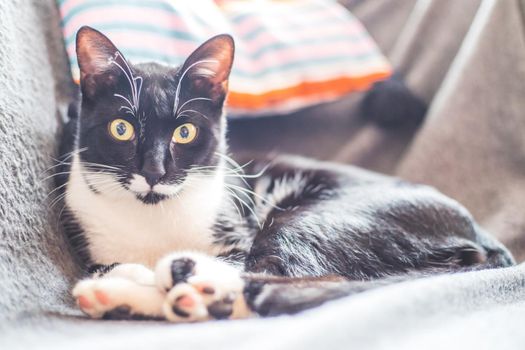 Black and white cat is lying and enjoying at home