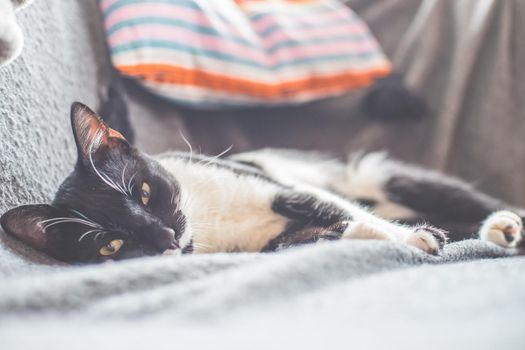 Black and white cat is lying and enjoying at home