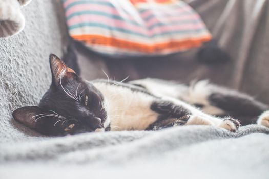 Black and white cat is lying and enjoying at home