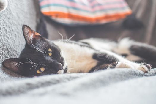 Black and white cat is lying and enjoying at home