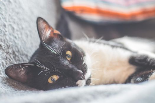 Black and white cat is lying and enjoying at home