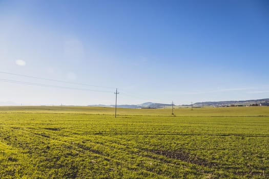 Green agriculture field under blue sky