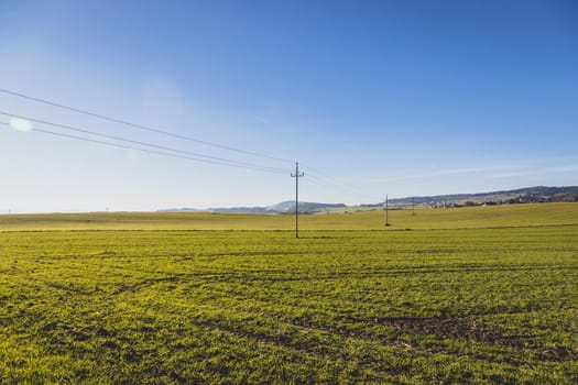 Green agriculture field under blue sky