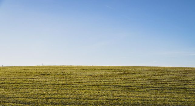 Green field with green grass and blue sky