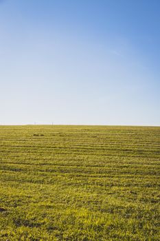 Green field with green grass and blue sky