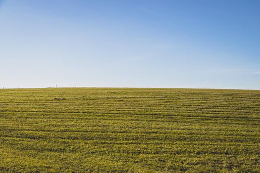 Green field with green grass and blue sky