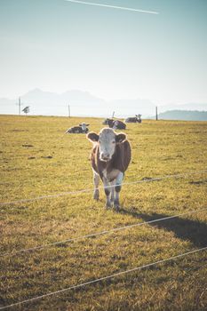 Funny close up of a curious cow on green meadow