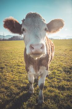 Funny close up of a curious cow on green meadow